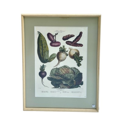 Ikonografia warzyw ,,Les Plantes potageres" z kolekcji Villmorin, Francja II pol. XIX w. 